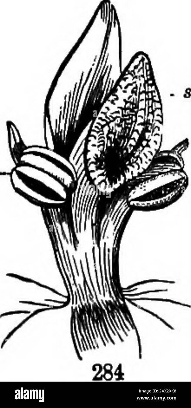 The elements of botany for beginners and for schools . m relating to insertion of rarer occurrence,that is, where the stamens areinserted on (in other words,adnate to) the style, as in^ Ladys Slipper (Fig. 284), and ,in the Orchis family generally.283. In Relation to each Other, stamens are more com-monly Distinct, that is, without anyunion with each other. Butwhen united, the followingtechnical terms of long useindicate their modes of mutual connection : — Monadelphous (from two Greek words, meaning in one brotherhood ),when united by their filaments into one set, usually into a ring or cupbe Stock Photo