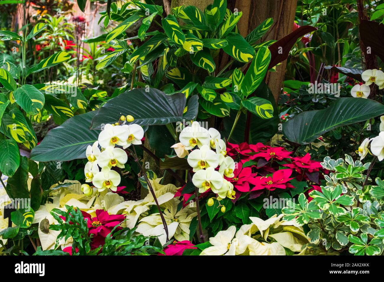 Orchids and Poinsettias in Tranquil Garden Stock Photo