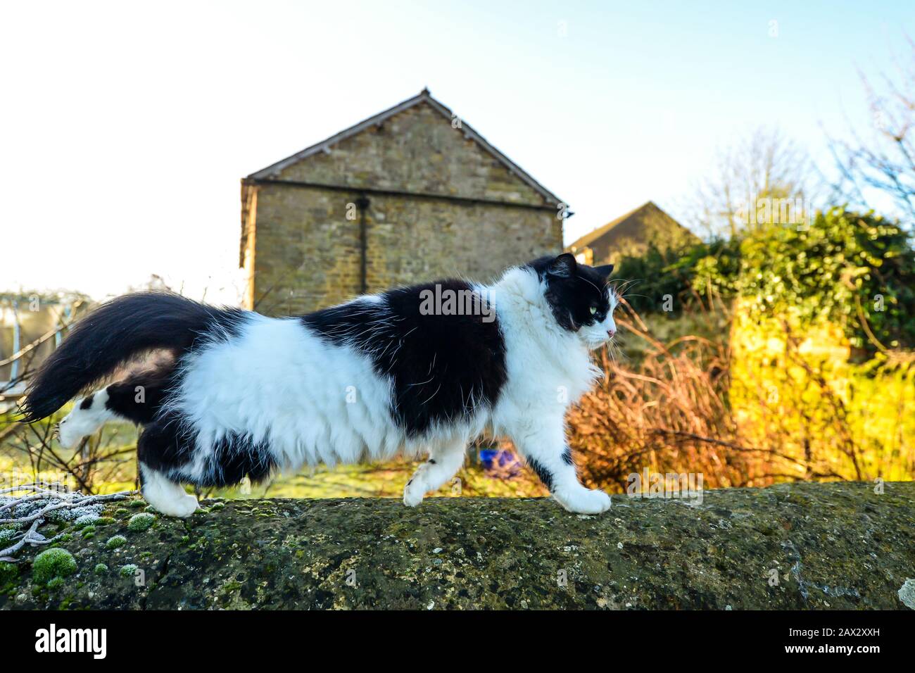 A fluffy black and white cat walking across an old stone wall in winter ...