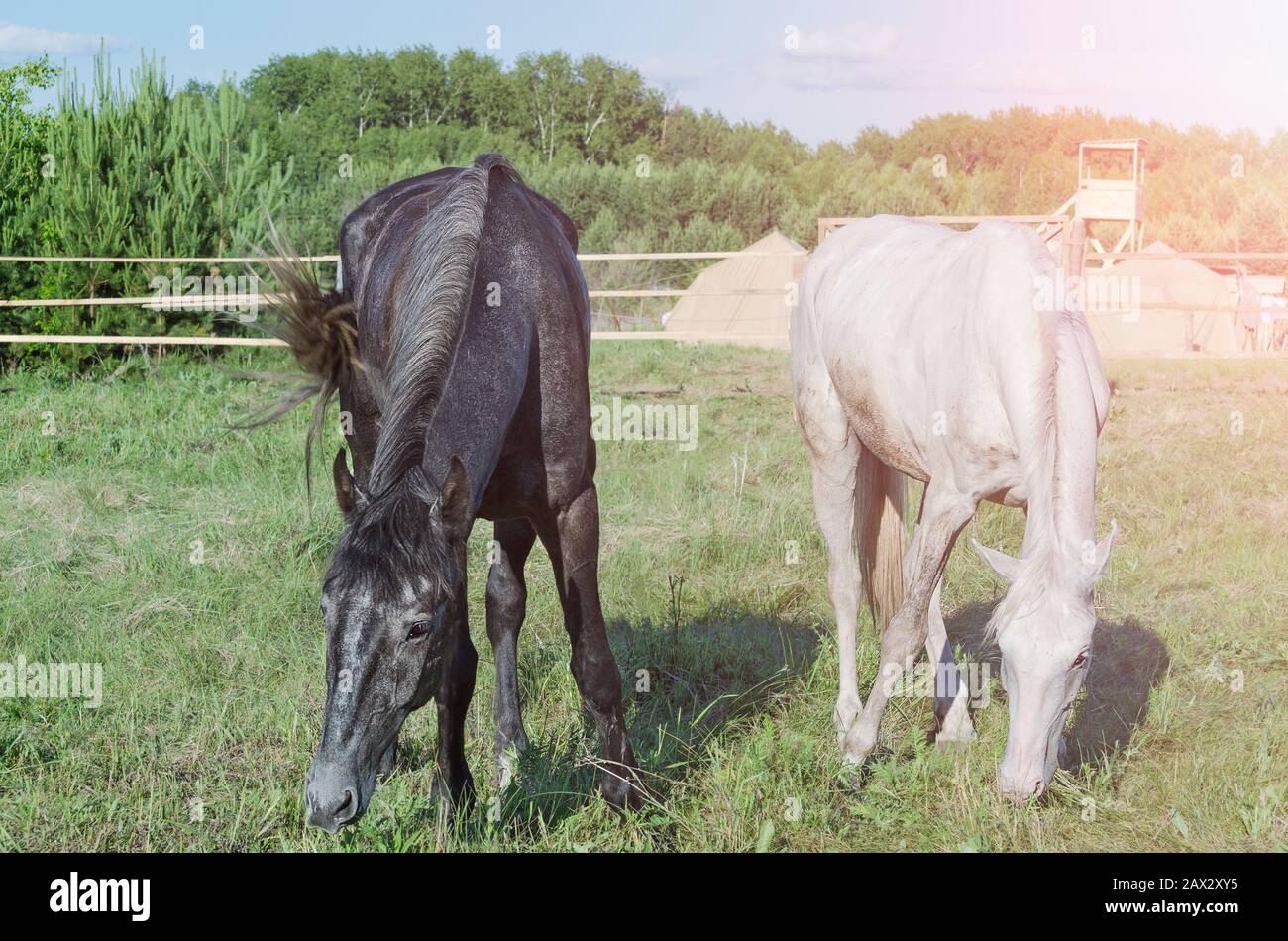 Two horses graze in a paddock in the summer Stock Photo