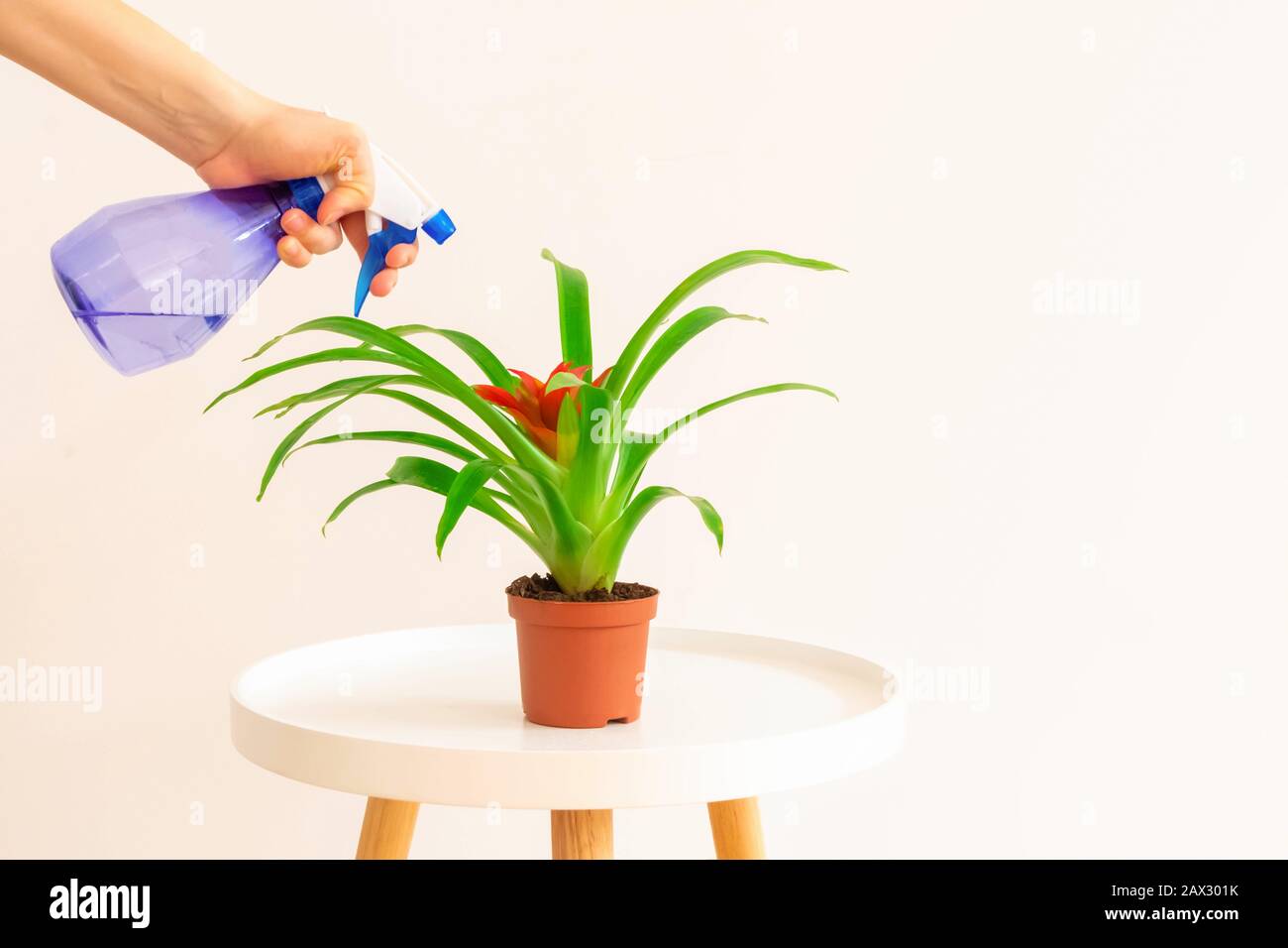 Young woman spraying red flower Guzmania plant on white coffee table on light beige background Stock Photo