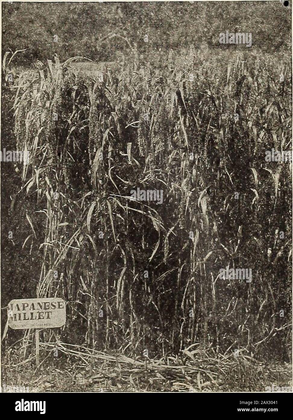 23 July 1919 Hi Res Stock Photography And Images Alamy