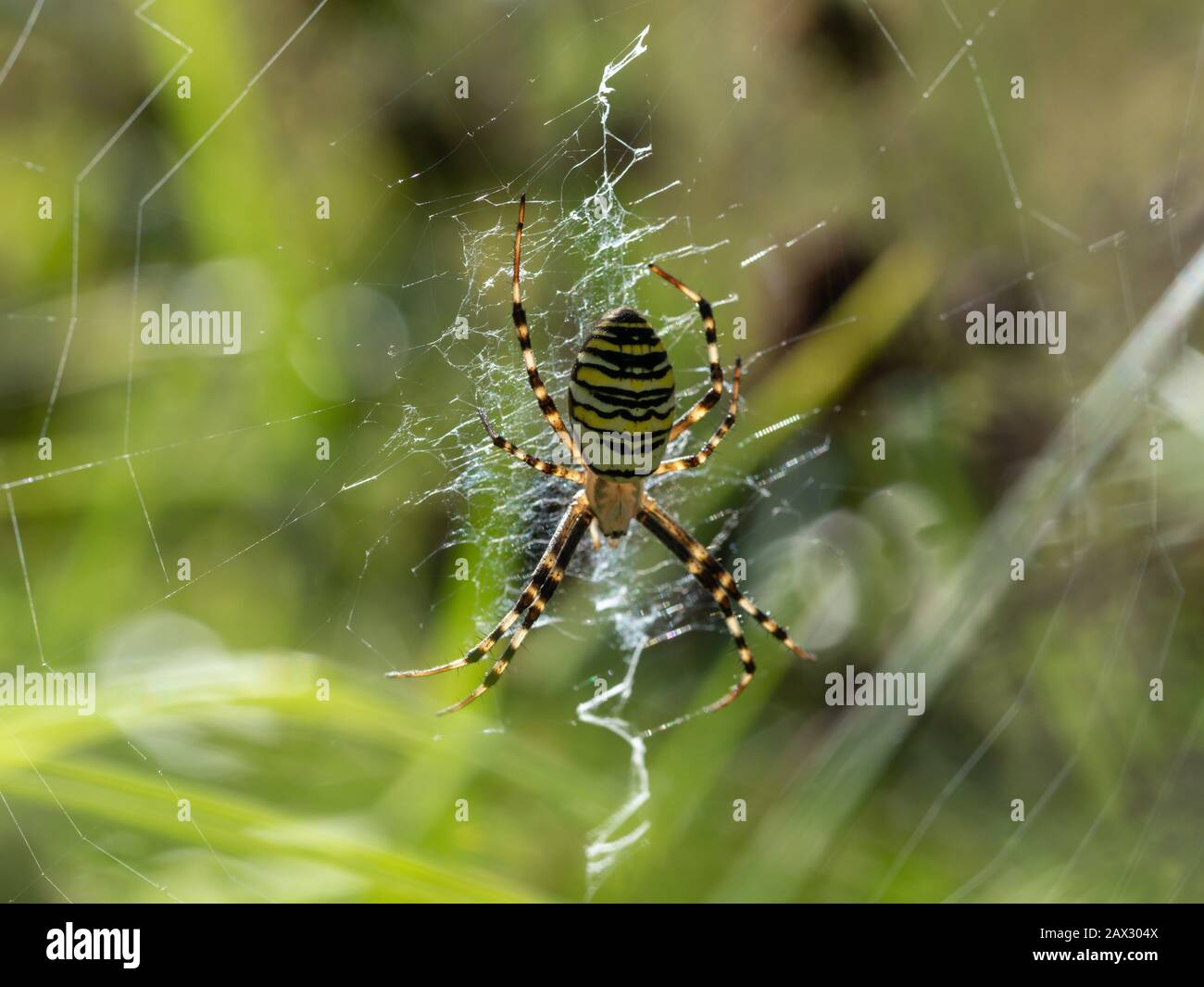 Female Wasp Spider on a Web Stock Photo
