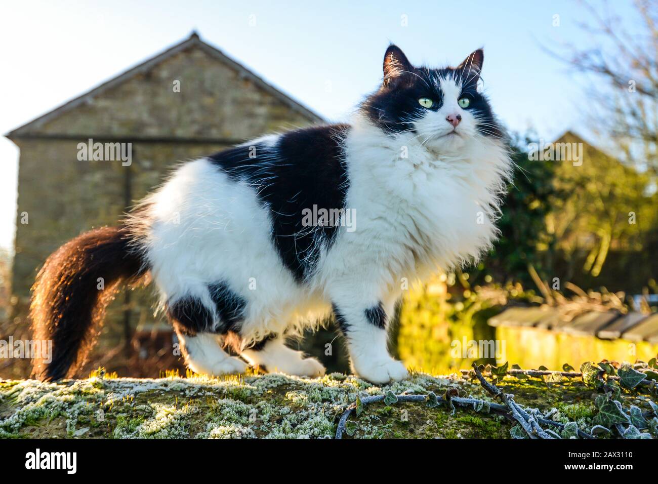 A fluffy black and white cat walking across an old stone wall in winter ...