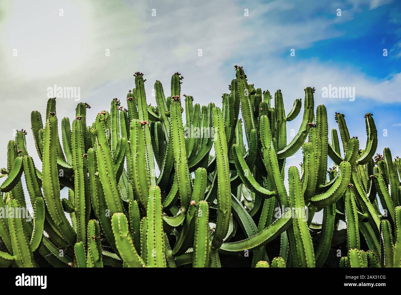 Canary Island spurge -Euphorbia canariensis on Lanzarote Stock Photo