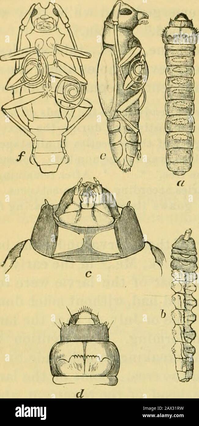 Fifth report of the United States Entomological Commission, being a revised and enlarged edition of Bulletin no7, on insects injurious to forest and shade trees . tcoupled, it being well known that continence in insects leads to theprolongation of life far beyond their natural term of existence. Fur-ther observations and experiments on this point are greatly needed. Apropos of this interesting subject I quote the following observa-tions of Dr. Fitch : The wood of the apple tree was formerly highly valued for cabinet work in thiscountry. In 1786 a son of General Israel Putnam, residing in Willi Stock Photo