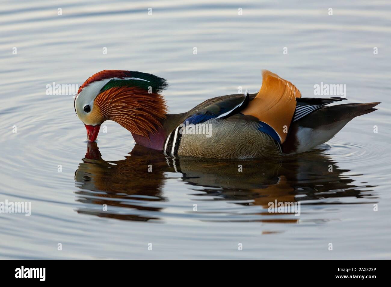 Mandarin Duck swimming on Ullswater Lake District Stock Photo