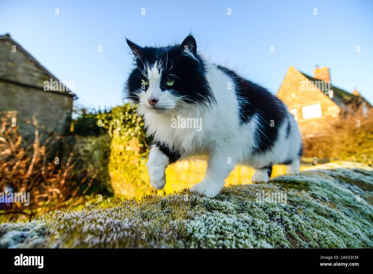 A fluffy black and white cat walking across an old stone wall in winter ...