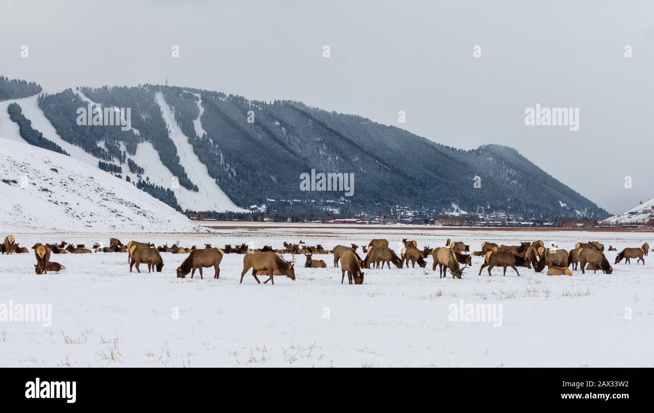 National Elk Refuge, Jackson, Wyoming Stock Photo Alamy