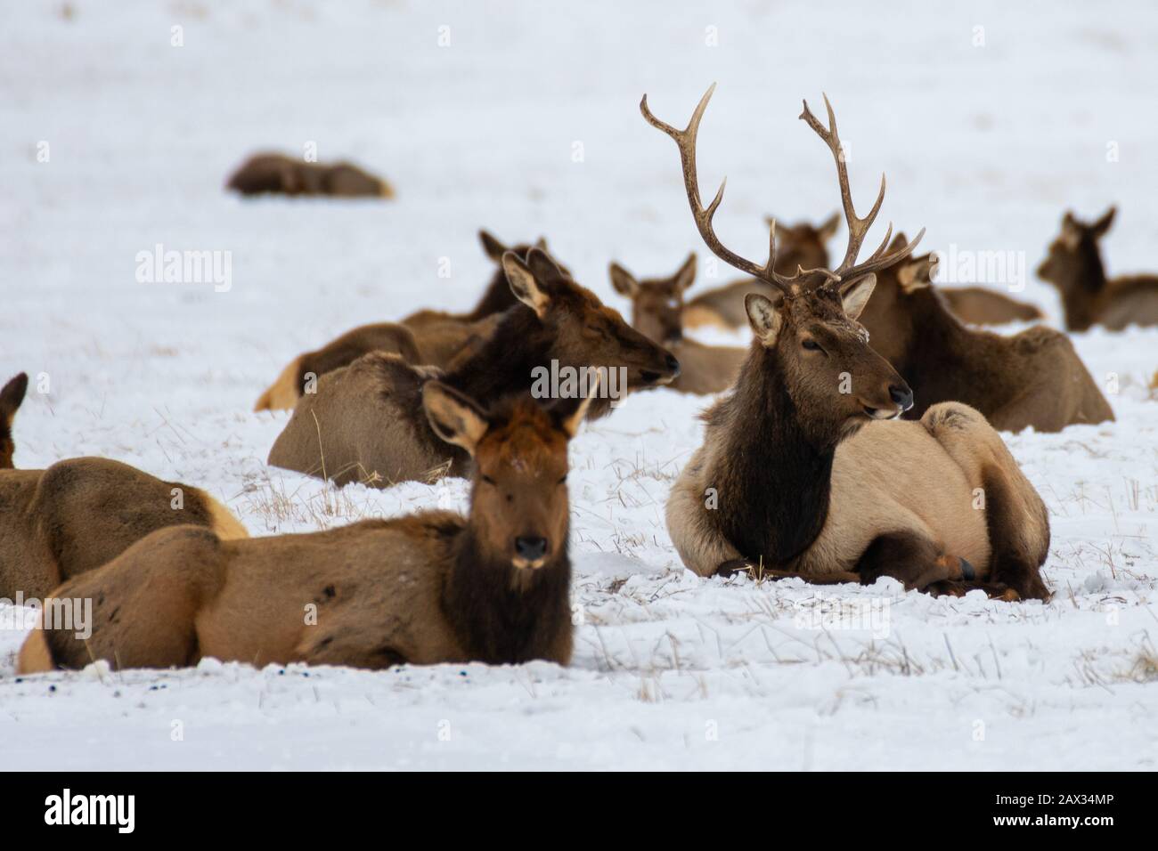 National Elk Refuge, Jackson, Wyoming Stock Photo - Alamy