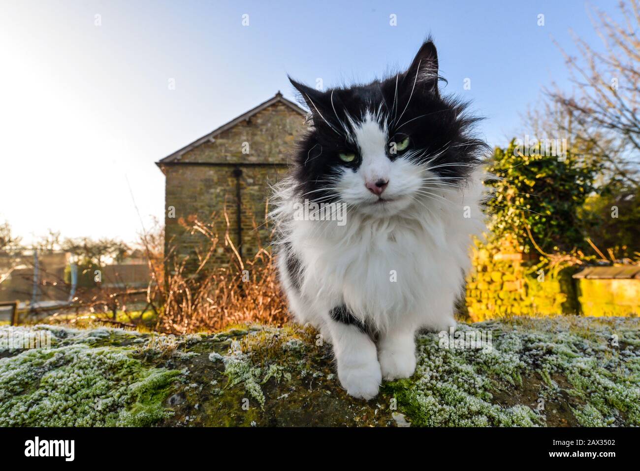 A fluffy black and white cat sitting on an old stone wall Stock Photo ...