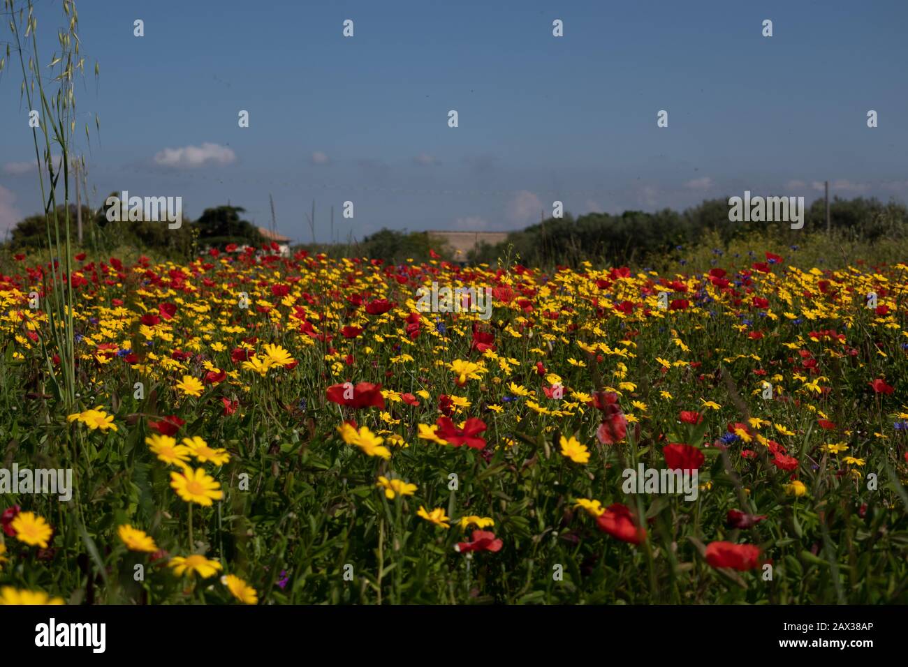 Wonderful view of vivid yellow and red wildflowers yellow and red in Tuscan countryside Italy Stock Photo