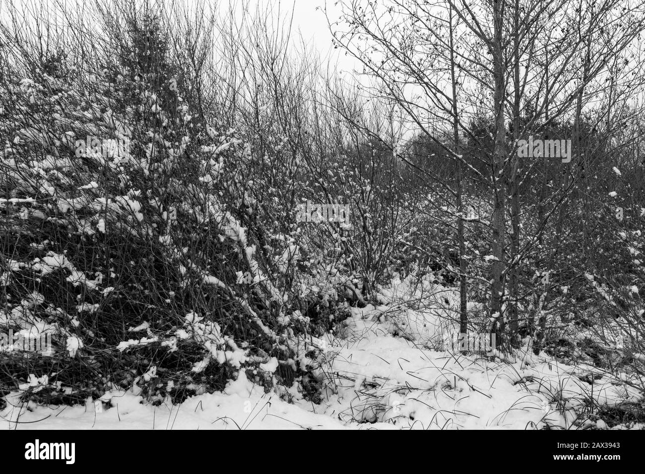 Whidbey Island Under A Blanket Of Snow Stock Photo Alamy Whidbey island under a blanket of snow stock photo alamy