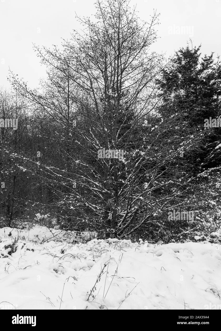 Whidbey Island Under a Blanket of Snow Stock Photo Alamy