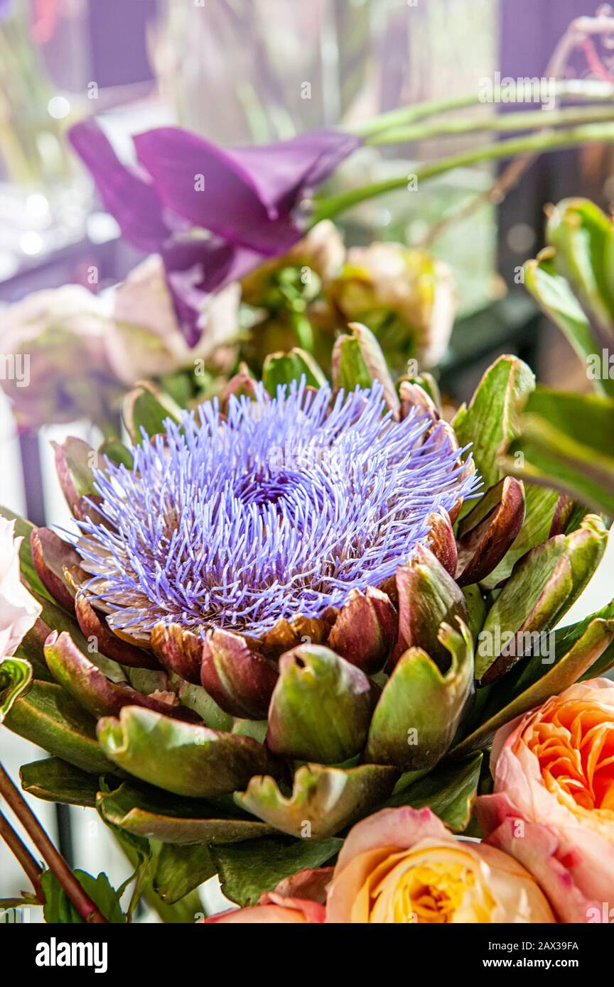Ornamental artichokes hires stock photography and images Alamy