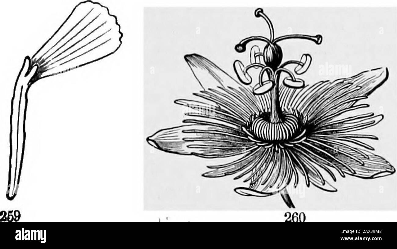 The elements of botany for beginners and for schools . talous corolla of Soapwort, of five petals with long claws orstalk-like bases. Fig. 249. Flower of Standing Cypress (Gilia coronopifolia); gamopetalous: thetube answering to the long claws In 248, except that they are coalescent; the limbor border (the spreading part above) is Jwe-parted, that is, the petals not thereunited except at very base. Fio. 250. Flower of Cypress-vine (Ipomoea Quamoclit) j like preceding, but limbfioe-lobed. Fio. 251. Flower of Ipomoea coccinea; limb almost entire. Fig. 252. Wheel-shaped or rotate and five-parted Stock Photo