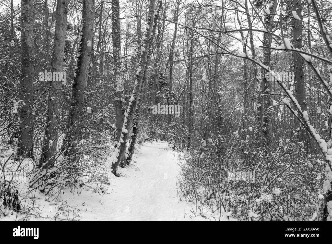 Whidbey Island Under a Blanket of Snow Stock Photo Alamy