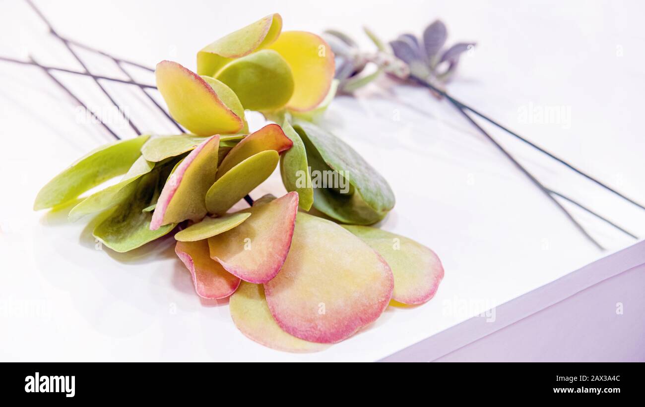 succulent plants of aeonium arboreum are on the table ready to create a bouquet by the florist. Selective focus. Stock Photo