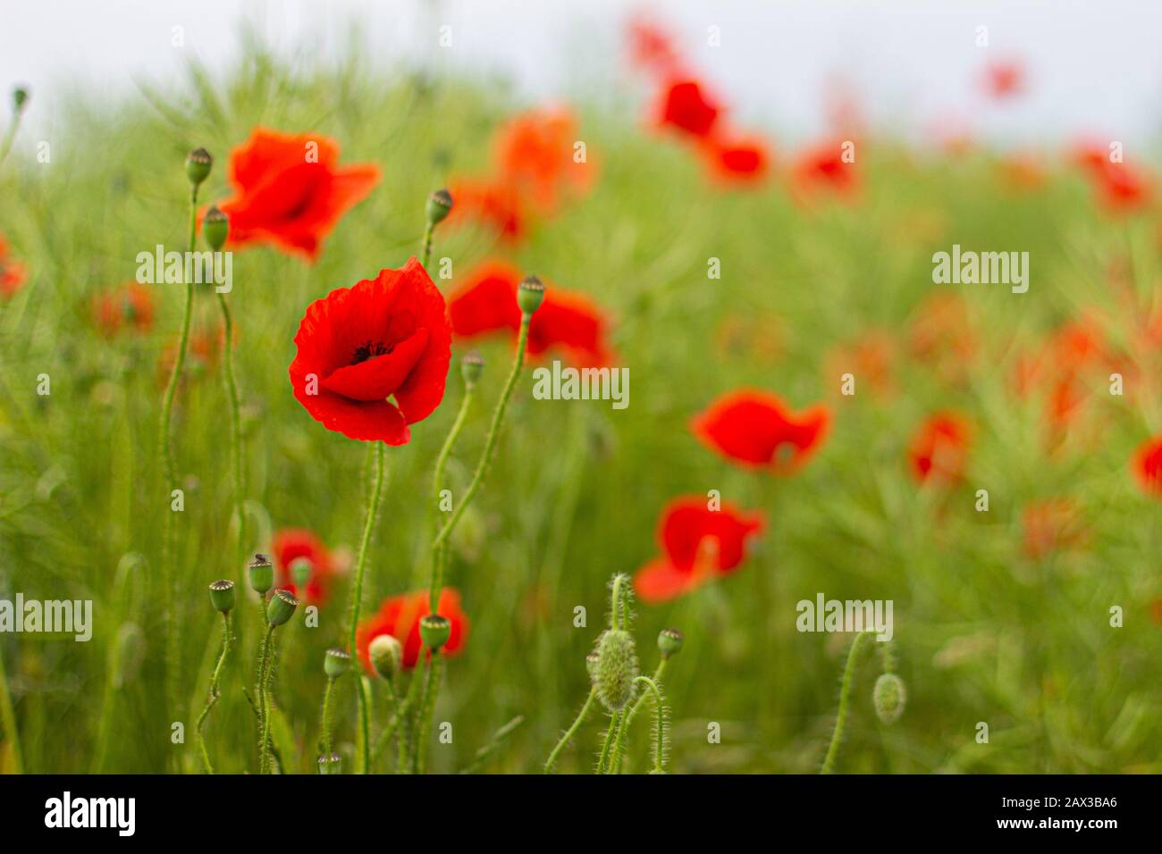 Field with wild red poppies flowers, countryside Stock Photo - Alamy