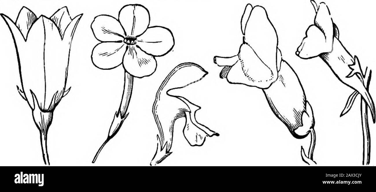 The elements of botany for beginners and for schools . 254 255 256 257 263 shape of a funnel or tunnel, as in the corolla of the common MorningGlory (Fig. 247) and of the Stramonium (Fig. 246). Fig. 248. Polypetalous corolla of Soapwort, of five petals with long claws orstalk-like bases. Fig. 249. Flower of Standing Cypress (Gilia coronopifolia); gamopetalous: thetube answering to the long claws In 248, except that they are coalescent; the limbor border (the spreading part above) is Jwe-parted, that is, the petals not thereunited except at very base. Fio. 250. Flower of Cypress-vine (Ipomoea Q Stock Photo