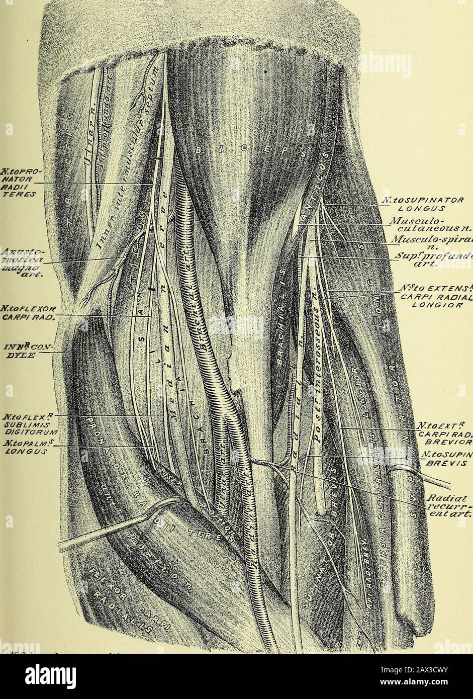 Practical Human Anatomy Electronic Resource A Working Guide For Students Of Medicine And A Ready Reference For Surgeons And Physicians J Raseulo Cula7zeoiis Zz Radial Recurrcn Art Iladial N Pl Exofl L O Vgl S Poll C S