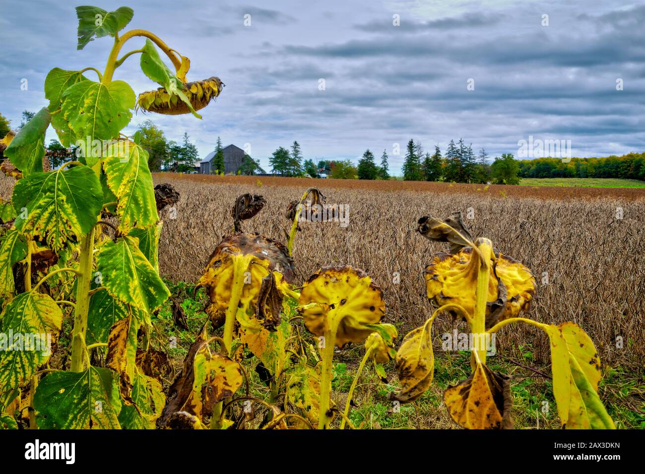 dead sunflower in the field in late autumn Stock Photo