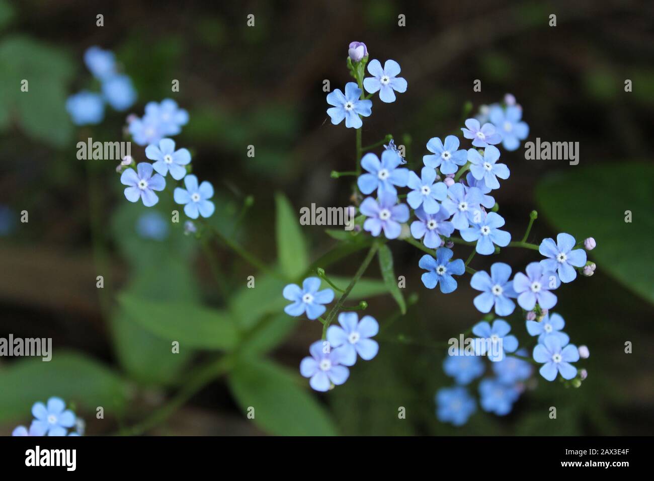 Beautiful pale blue flowers Stock Photo