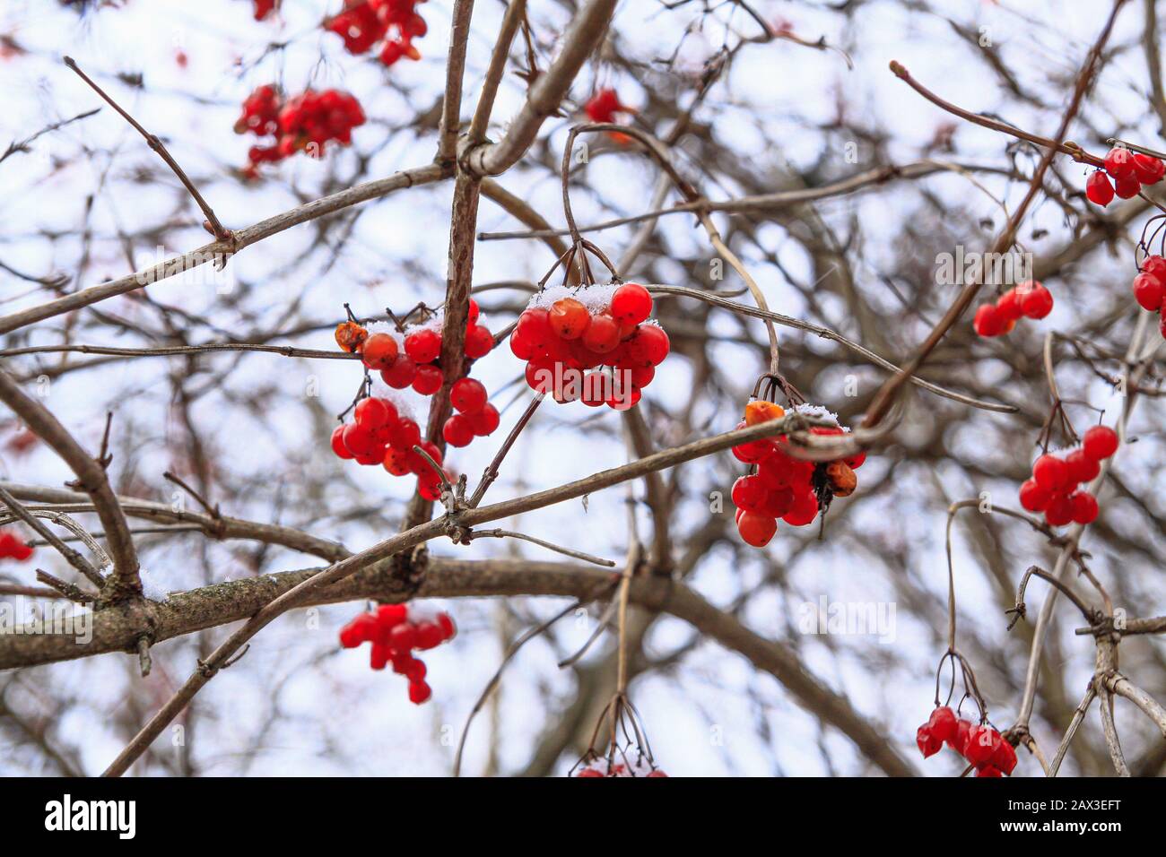 Rowan red berries twig covered with snow in the forest winter ...