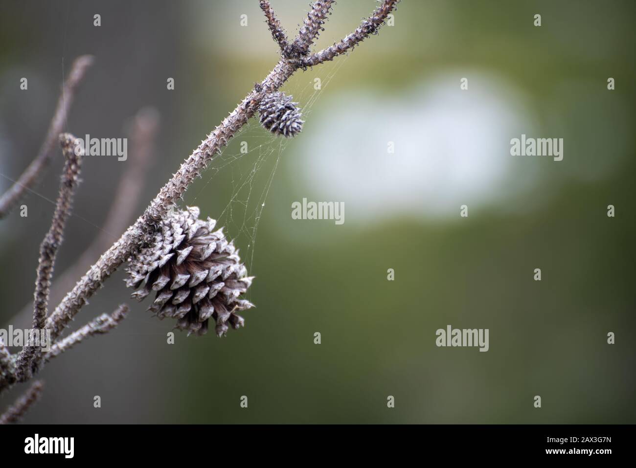 Pine cone with spider web Stock Photo