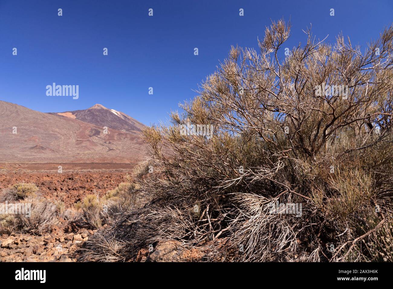 Bush and Mount Teide volcano, Tenerife, Canary Islands Stock Photo