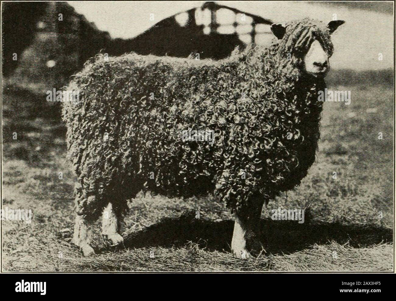 Merino Sheep Canada High Resolution Stock Photography And Images Alamy