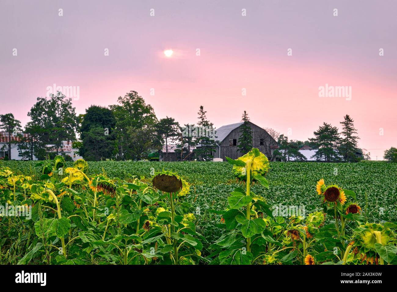 sunflower in the field with farmhouse as background Stock Photo - Alamy