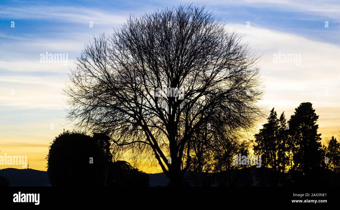 Tree silhouettes under a cloudy sky during the sunset in the evening ...