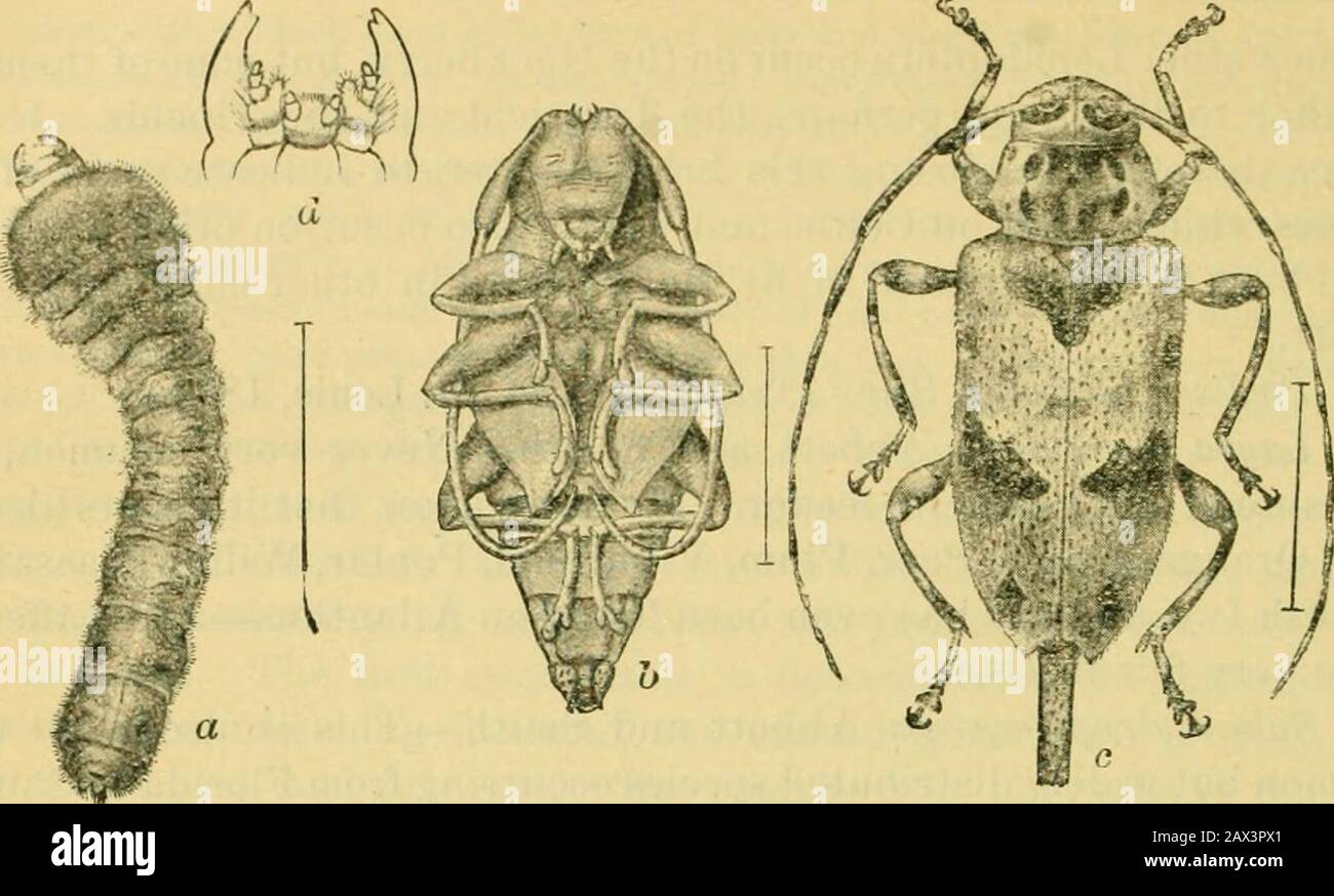 Fifth report of the United States Entomological Commission, being a revised and enlarged edition of Bulletin no7, on insects injurious to forest and shade trees . Schwarz. 11. Proteoteras (esculana Riley.—This species, which commonly feedson the Buckeye, has been sent to me by Mr. L. Bruner from WestPoint, Nebr., ou the short twigs of Celtis occidentalis. What is, with-out much doubt, the same species, has also been found upon the youngshoots of Maple {Acer dasycarpum) as also of Box Elder (Negundo ace-roides). 12. Lithocolletis celtifoliella Chambers.—This is recorded by Cham-bers as making a Stock Photo