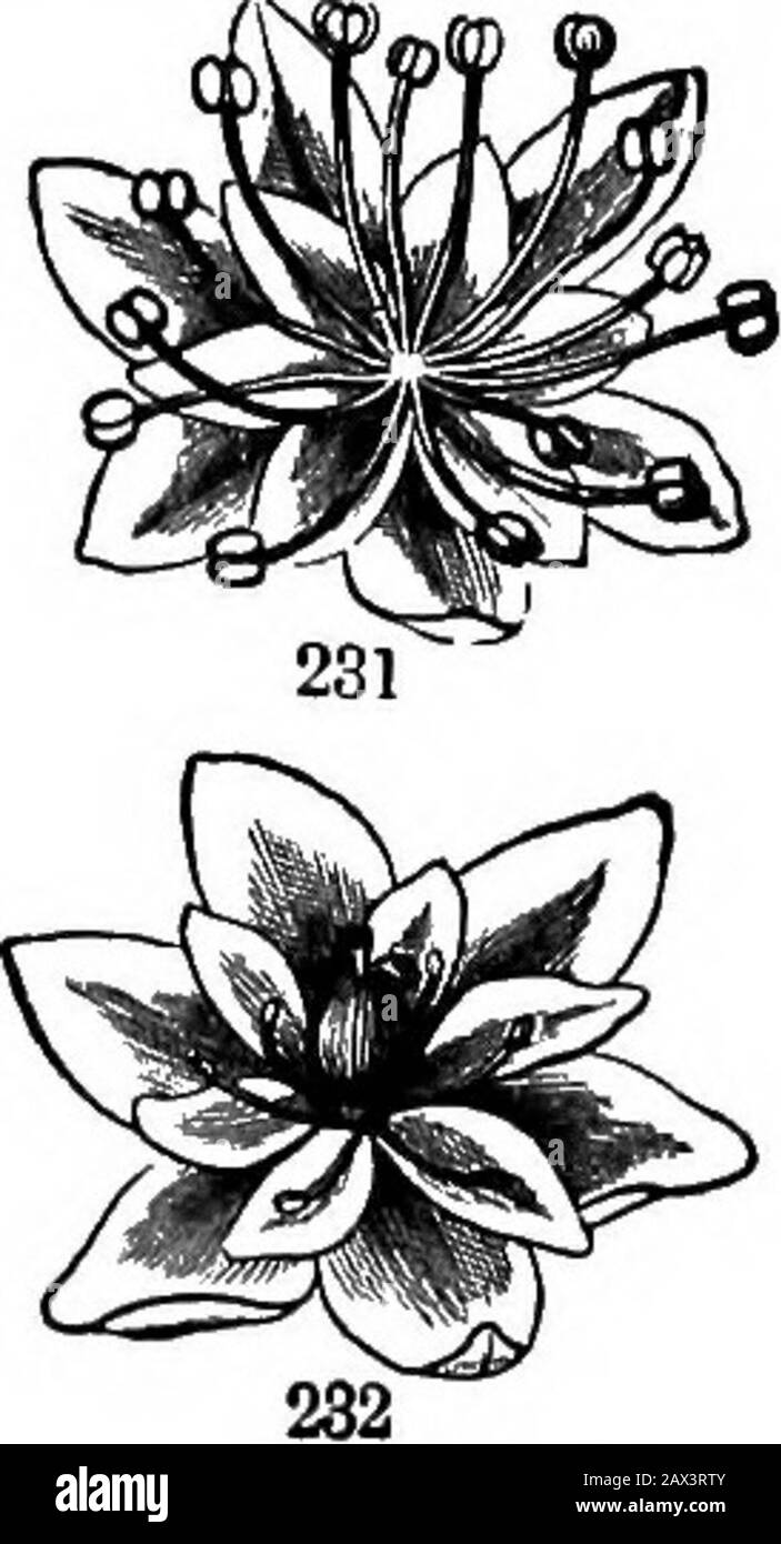 Unisexual Flowers Name atelieryuwa.ciao.jp