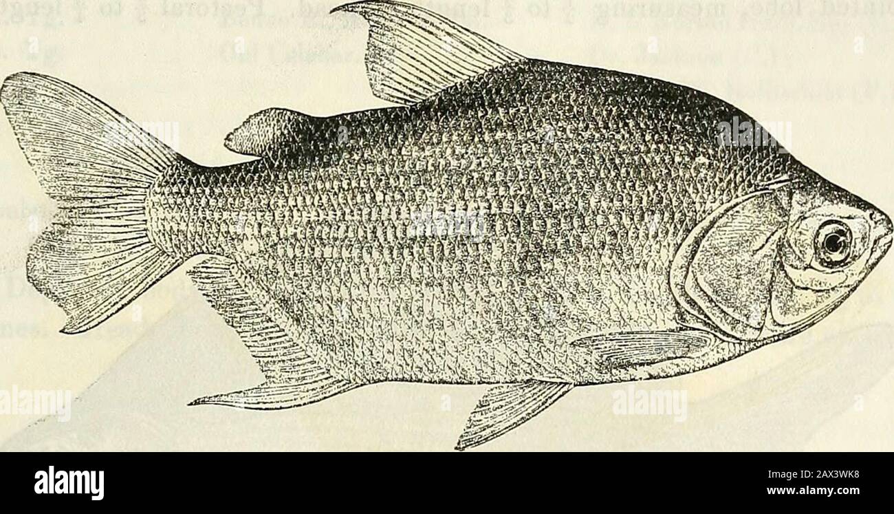 Catalogue of the fresh-water fishes of Africa in the British Museum (Natural History) . r. Grentell (P.). 3. CITHA11INUS MACROLEPIS. Bouleng. Ann. Mus. Congo, Zool. i. p. 93, pi. xxxviii. (1899), and Poiss. Bass.Congo, p. 203 (1901). Depth of body 2 to 2-J times in total length, length of head 3 to 4times. Head about twice as long as broad, upper profile feebly concave ;snout short, broadly truncate, twice as broad as long, as long as or alittle shorter than eye, not projecting beyond lower jaw; eye % (young)to 5 times in length of head; a narrow adipose lid in front of and behindeye; interor Stock Photo