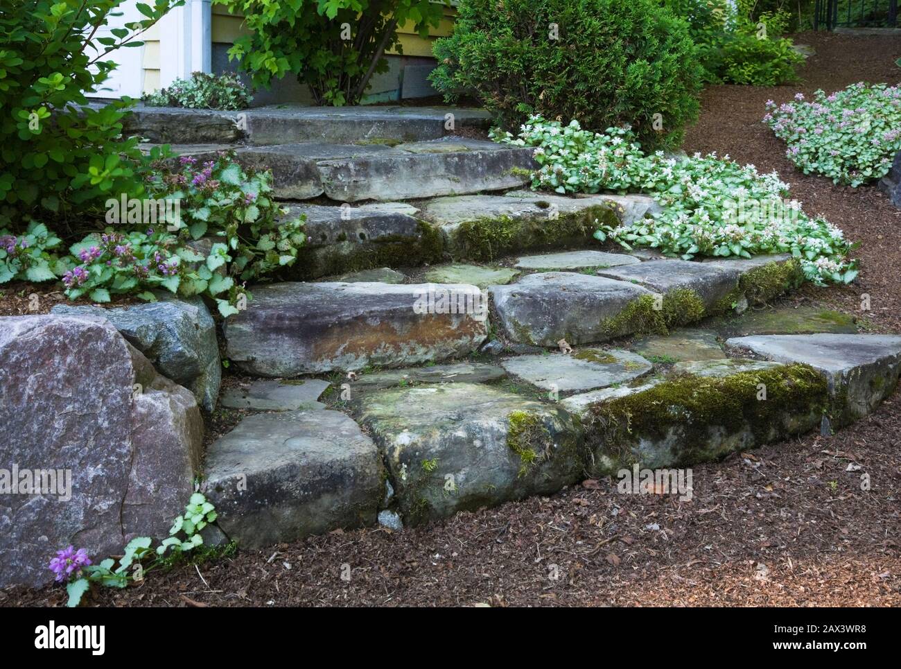 Natural stone steps covered with green Bryophyta - Moss and lichen growth borderd by purple and pink Lamium - Deadnettle flowers in backyard garden. Stock Photo