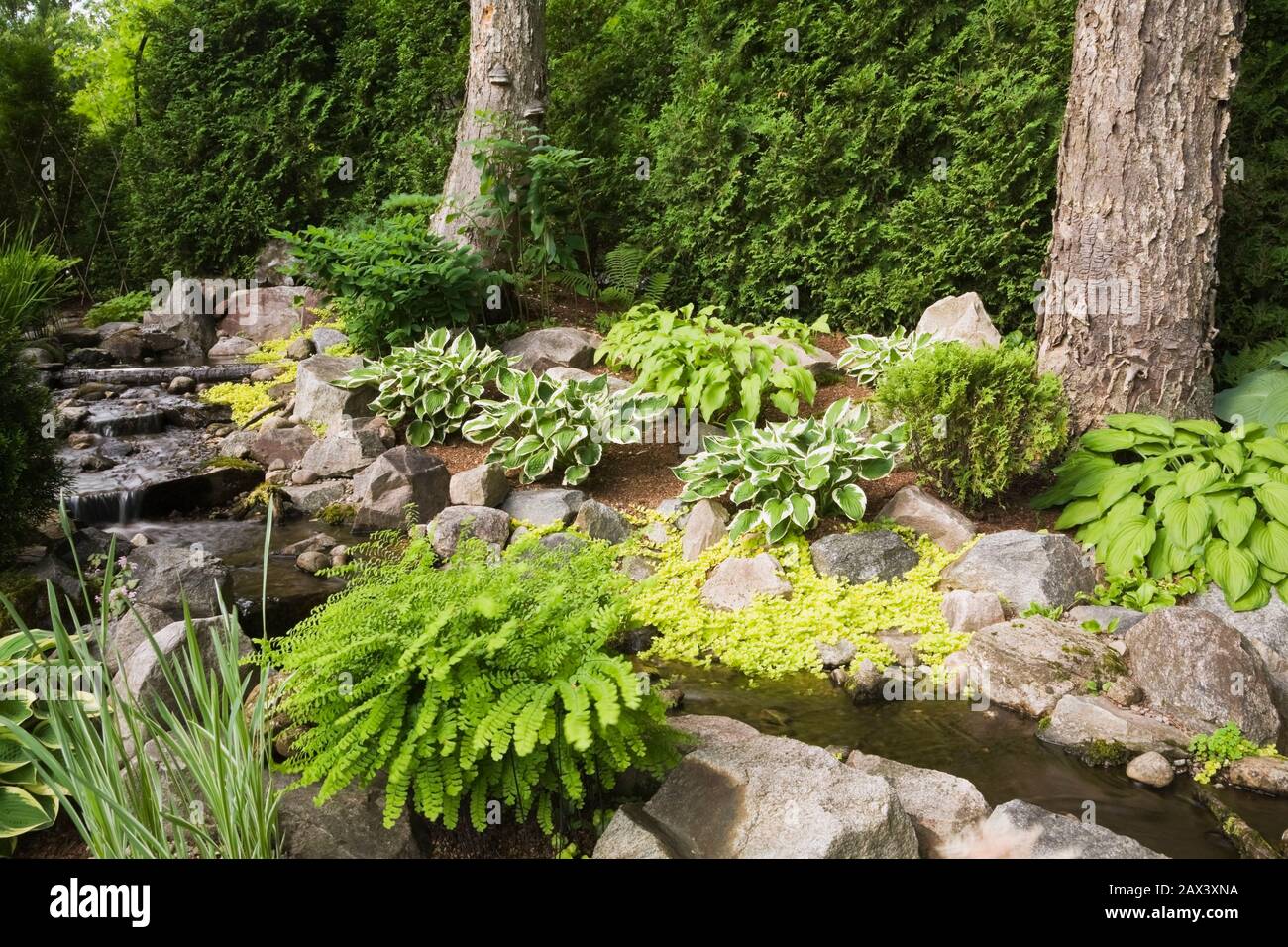 Man-made cascading waterfall and creek bordered by Hosta and Lysimachia nummularia 'Aurea' - Golden Creeping Jenny plants and Thuja occidentalis Stock Photo