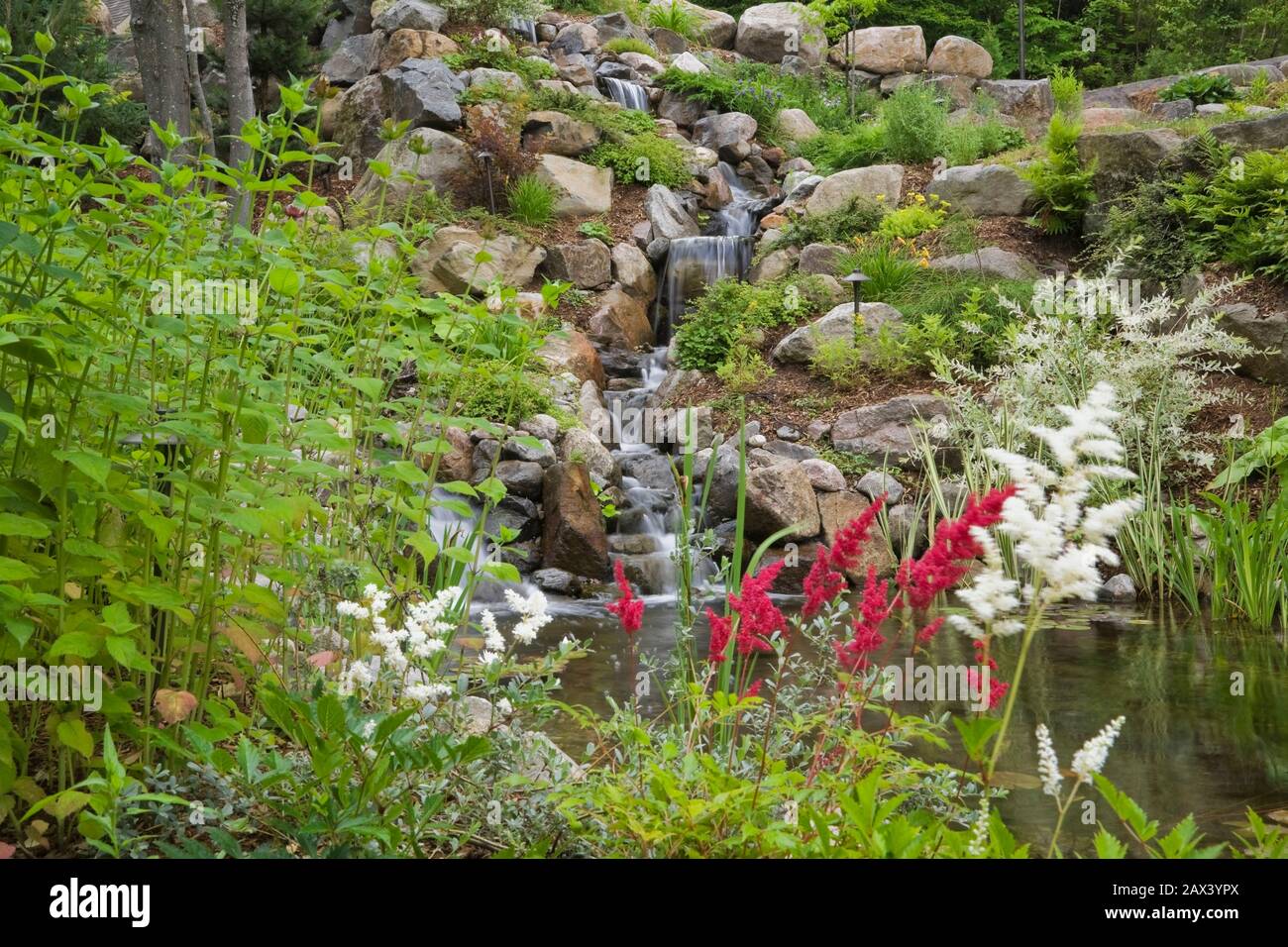 Cascading waterfall and pond bordered by white and red Astilbe flowers, Salix Integra 'Hakuro Nishiki' - Willow shrub in backyard garden in summer Stock Photo