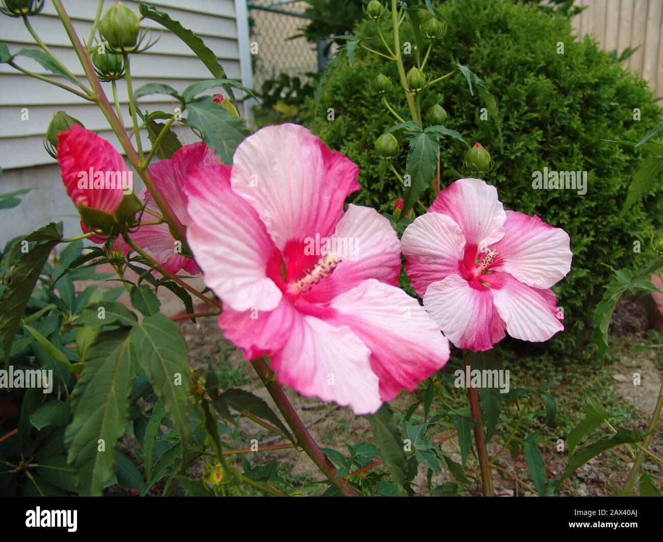 Hibiscus Coccineus Photo Taken By Ip Singh In Framingham Ma Source Taken By En User Ip Singh 17 August 06 Original Upload Date Transferred From En Wikipedia To Commons Indu Singh At English Wikipedia Stock