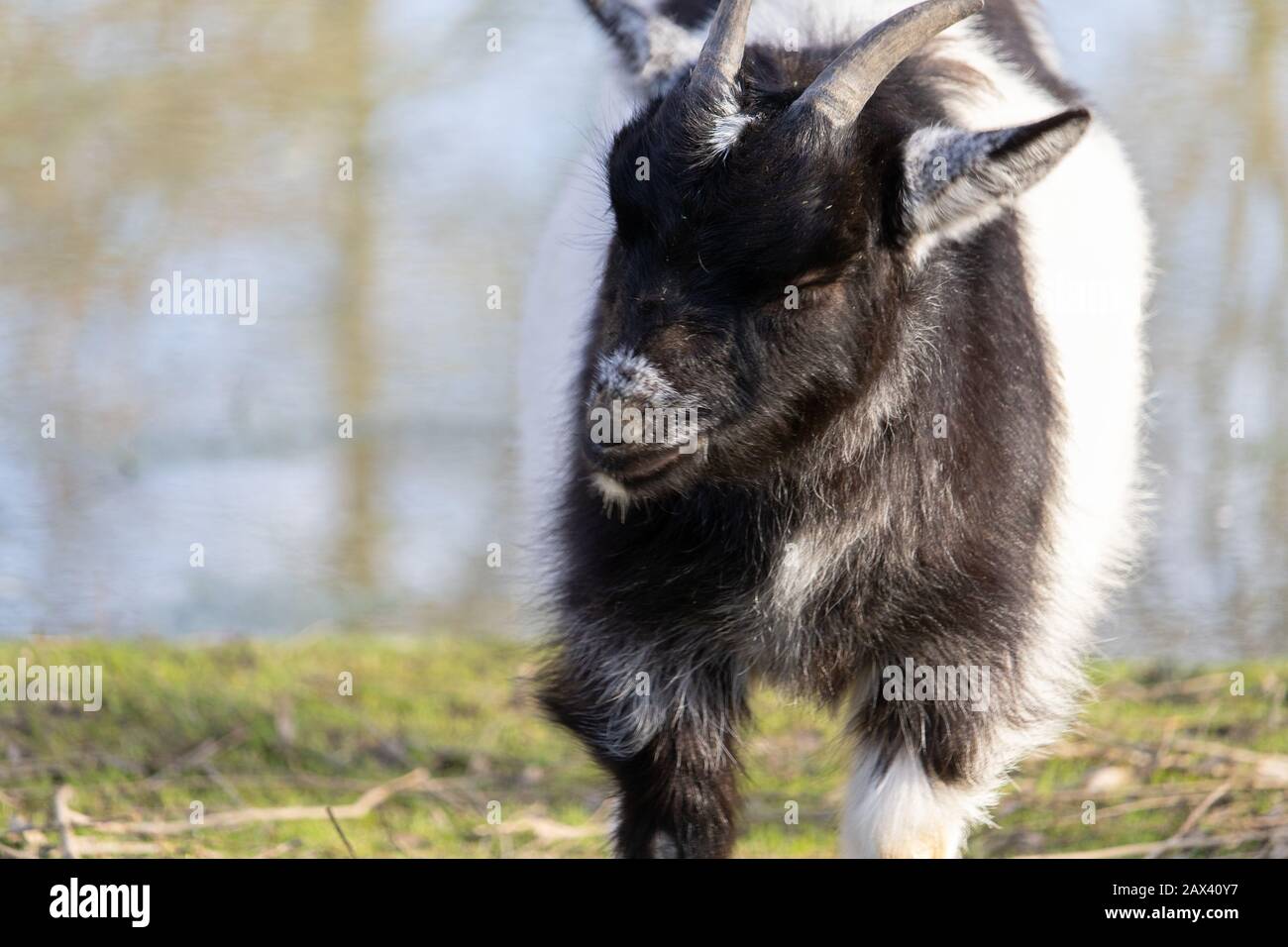 Funny black and white goat happily running with close eyes in an animal sanctuary Stock Photo