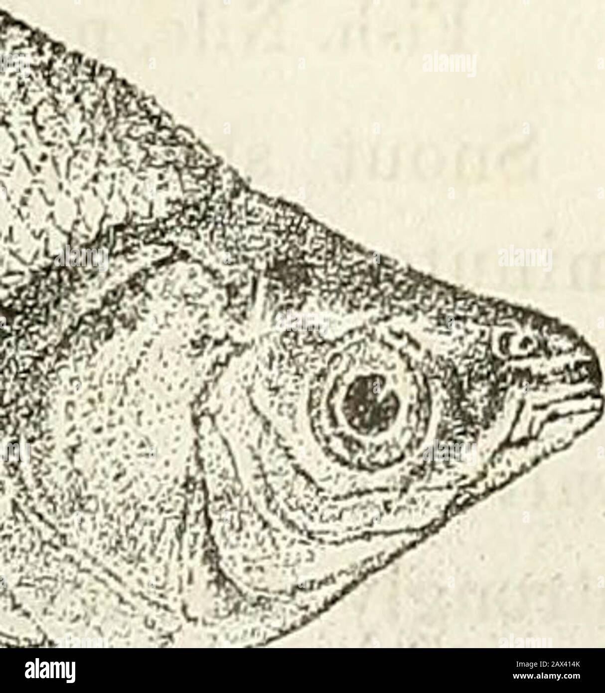 Catalogue of the fresh-water fishes of Africa in the British Museum (Natural History) . ^?^ ?m. Cithitridhim ansorgiuType (Ann. & Ma*. N. H. 1902). f. twice as broad as long, not projecting beyond lower jaw, as long as eye,which is infero-lateral, 3f to 4 times in length of head and 2 to 2^ times,VOL. I. U 290 CHAEAC1NID.E. in interorbital width ; a narrow adipose lid in front of and behind theeye. Gill-rakers very short, closely set. Dorsal 17-18 (4 unbranched),originating at equal distance from end of snout and from caudal, pointed,longest ray nearly as long as head. Adipose fin scaly, as lo Stock Photo