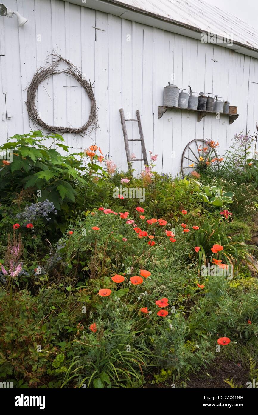 Mixed border with orange Papaver 'Shirley Mother of Pearl' - Poppy flowers and old white wooden barn decorated with ladder and antique watering cans Stock Photo