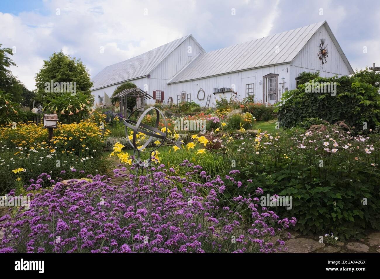 Purple Verbena bonariensis flowers and old white wooden barns in backyard rustic garden in summer. Stock Photo