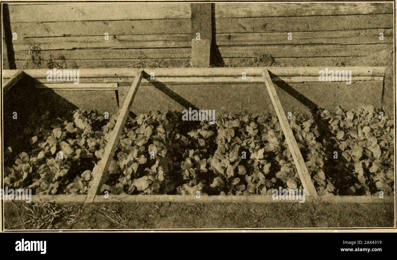 Vegetable growing . ble. Cultivation.—Cultivation is as beneficial in the hot-bed asin the garden, and is given for the same reasons. The soilis worked with a scratcher, or with a narrow combinationhoe and rake. Cultivations are given often enough to keepa crust from forming and weeds from growing. COLD FRAMES 73 COLD FRAMES. Construction.—The construction of the cold frame issimilar to that of the hot-bed, with the exception that nopit is dug and no heating material used. The frame is placedon the ground and the only heat obtained is from the sun,which is conserved at night by means of covers Stock Photo