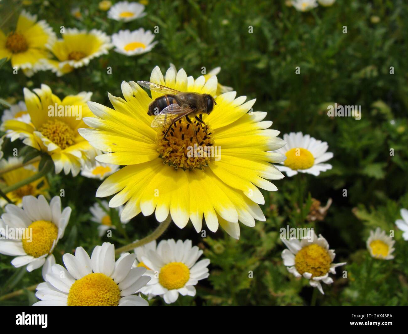 'Deutsch: Honigbiene (Apis); 2009; Self-photographed; Michael Hoelzl; ' Stock Photo
