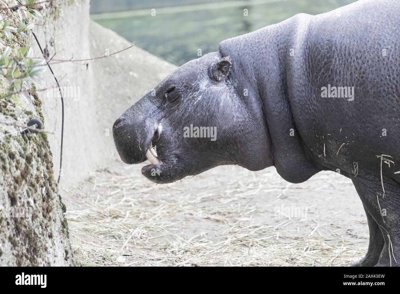 Closeup shot of a hippopotamus showing part of its long fangs Stock Photo