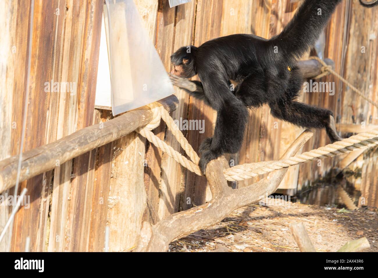 Closeup shot of a spider monkey running and swinging on a network of ...