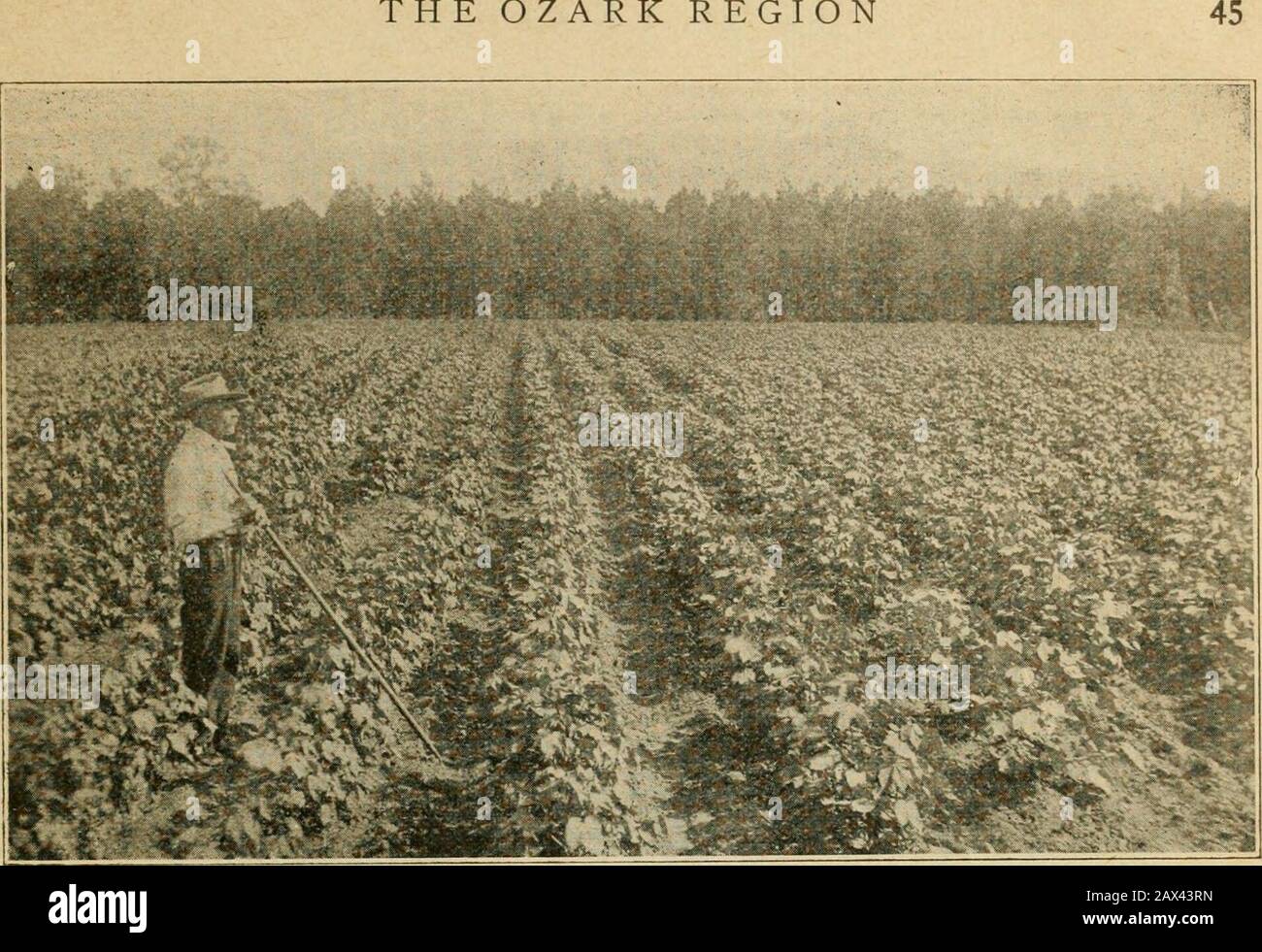 The Ozark Mountain region of Missouri and Arkansas as it appears along the line of the Kansas City southern railway . IN THE ORCHARD OF THE SOUTHERN ORCHARD PLANTING CO., HORATIO, ARK. THE OZARK REGION. YOUNG COTTON FIELD, HORATIO, ARK. pumping station, the county jail, ice plant,bottling works and nearly all mercantilehouses. The dwellings are substantialframe buildings of modern design. Nearly all the streets are graded and thesidewalks paved with cement or concrete.Free mail delivery, rural telephones, elec-tric light service, etc., are not novelties inDe Queen. The city has six religious c Stock Photo