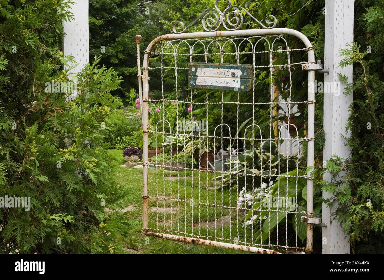 White rusted metal fence gate flanked by Thuja occidentalis - Cedar trees in backyard garden in summer Stock Photo
